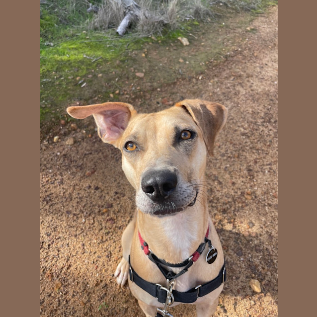 Photo of Scout