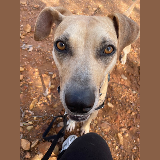 Photo of Scout