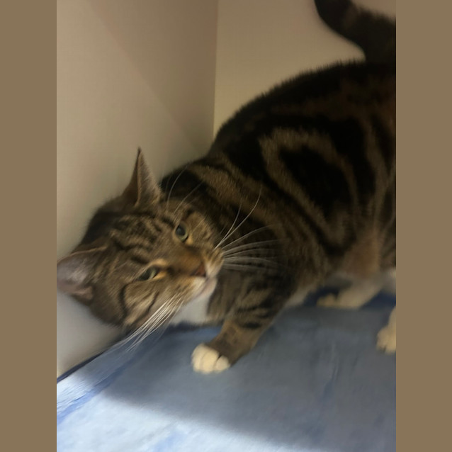 Photo of Sox