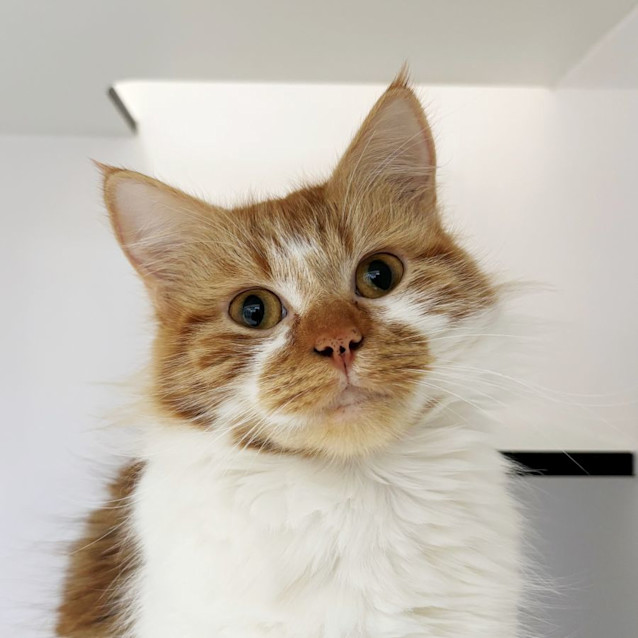 Photo of Cynthia Sua012756