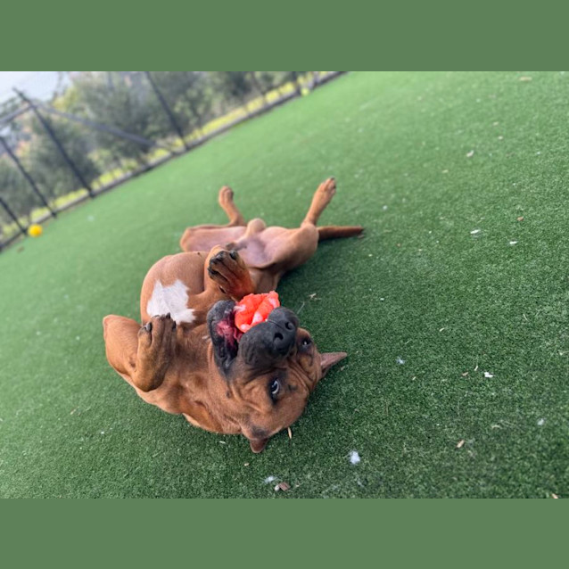 Photo of Scar Imp 739