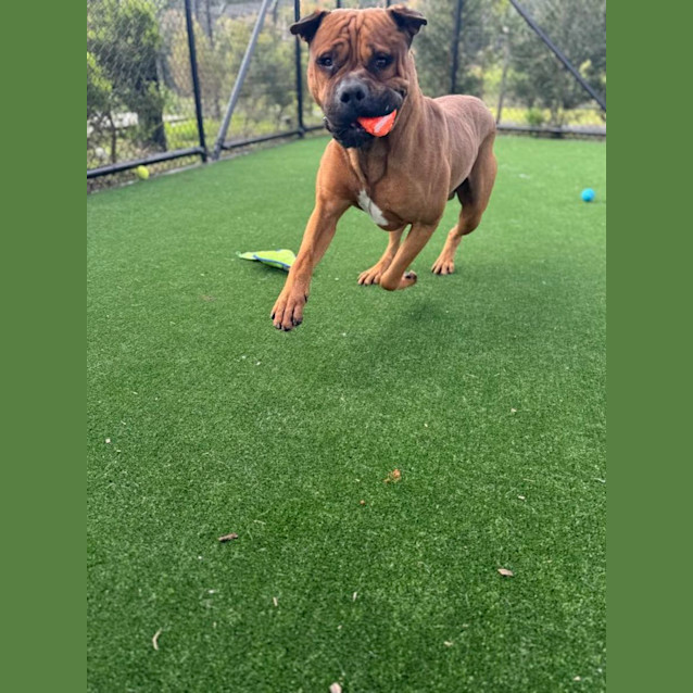 Photo of Scar Imp 739