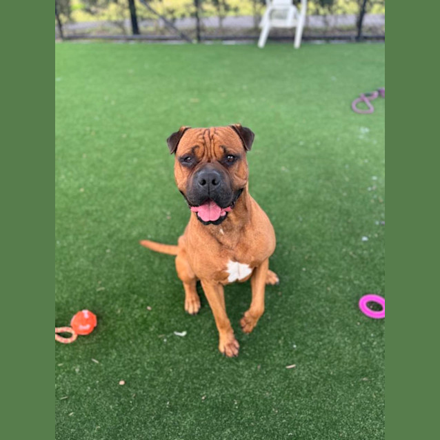 Photo of Scar Imp 739