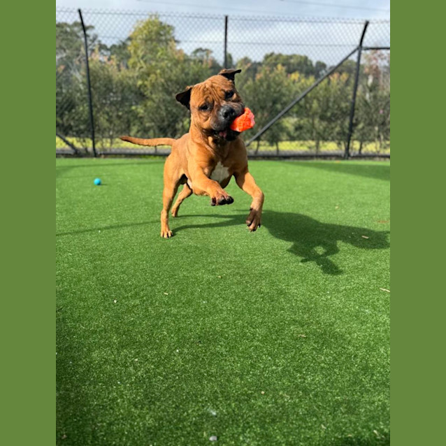 Photo of Scar Imp 739