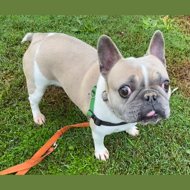Photo of Marley