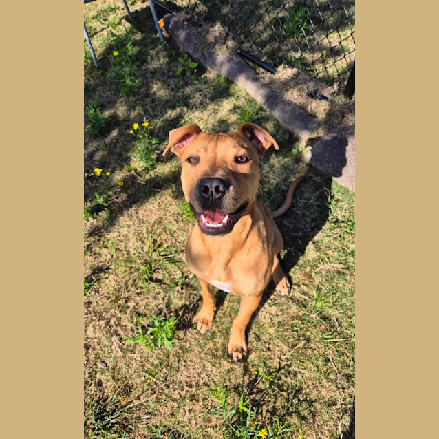 Photo of Flossy (6537)