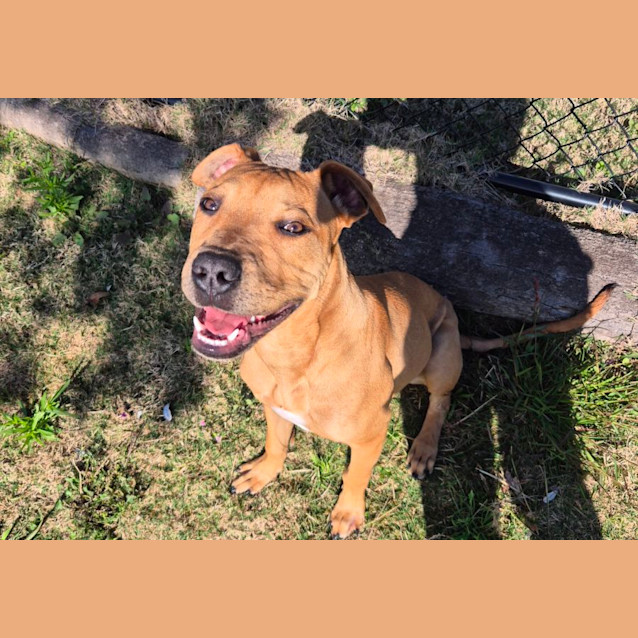 Photo of Flossy (6537)