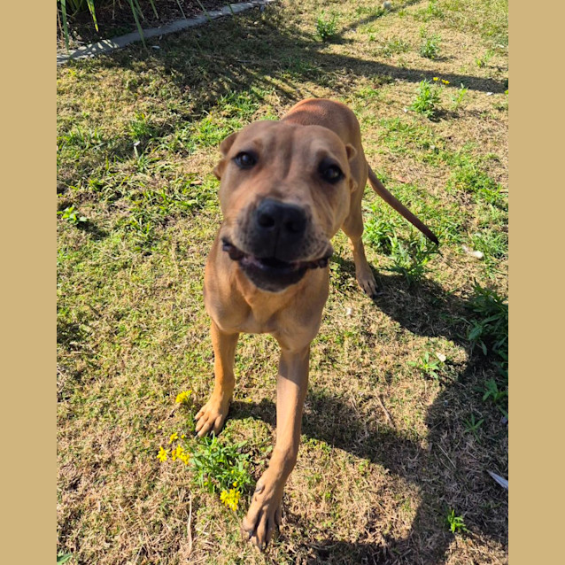 Photo of Flossy (6537)