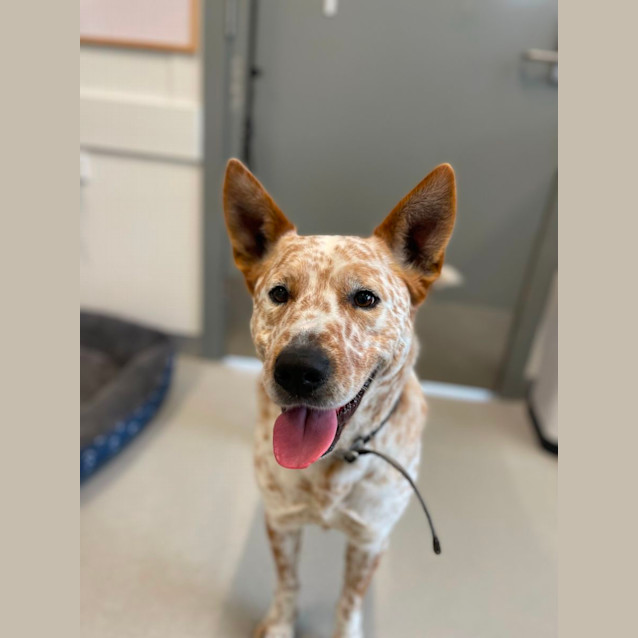 Photo of 🐾 Neville 5303 🐾