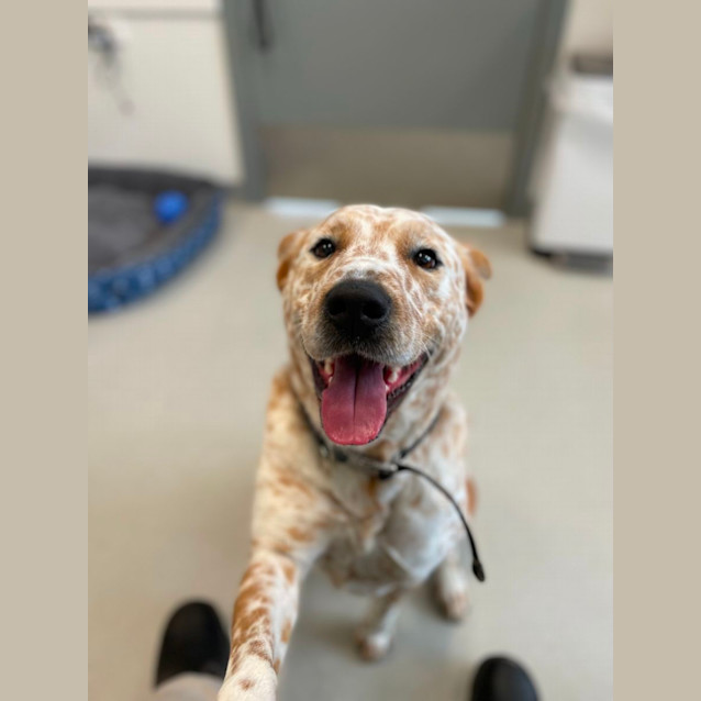 Photo of 🐾 Neville 5303 🐾