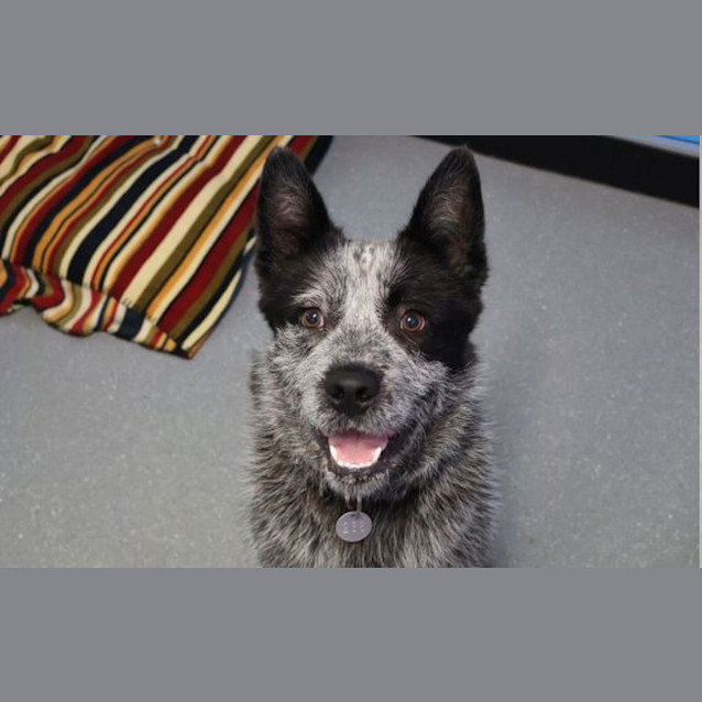 Photo of Rufus 
