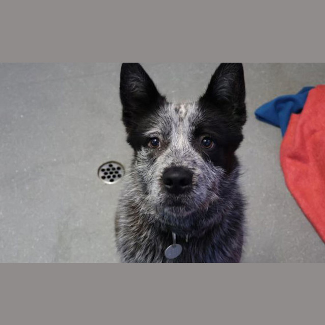 Photo of Rufus 