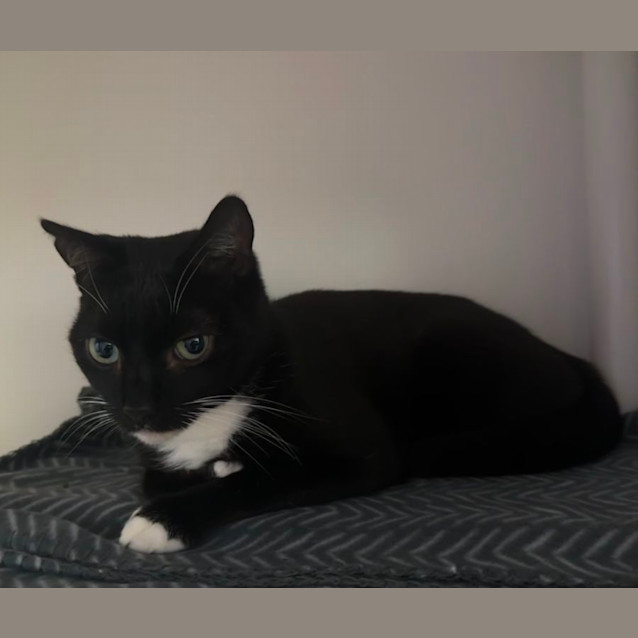 Photo of Zorro