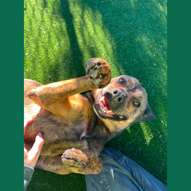 Photo of Layla Imp 848