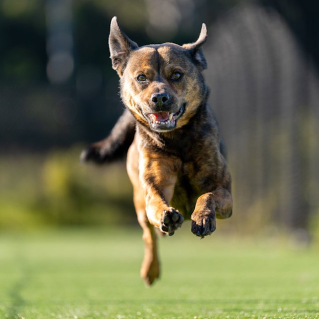 Photo of Layla Imp 848