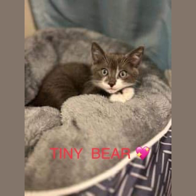 Photo of Midnight & Tiny Bear