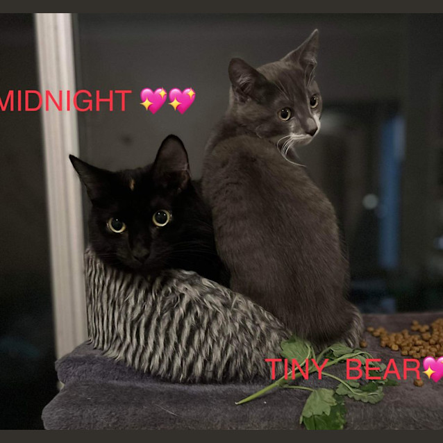 Photo of Midnight & Tiny Bear