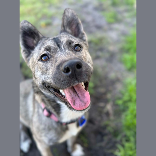 Photo of Luna   2 Year Old Husky X German Shepherd (Trial)