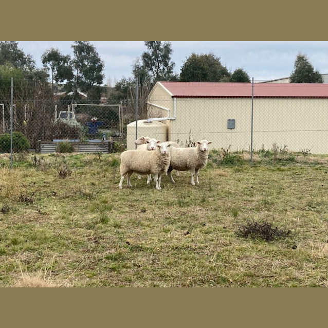 Photo of X4 Crossbred Ewes 