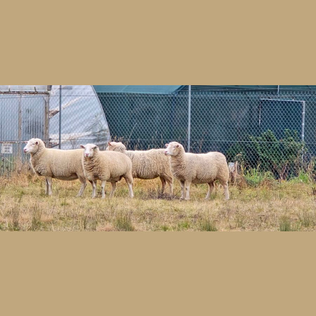 Photo of X4 Crossbred Ewes 