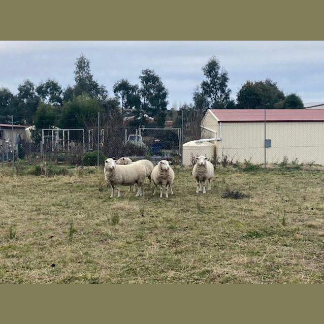 Photo of X4 Crossbred Ewes 