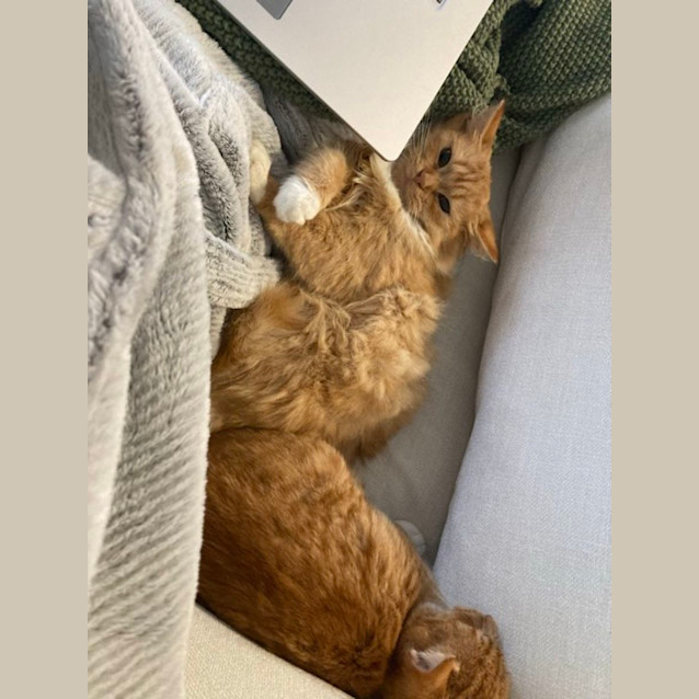 Photo of Satsuma And Tangerine