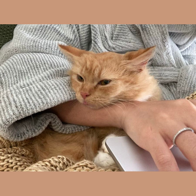 Photo of Satsuma And Tangerine