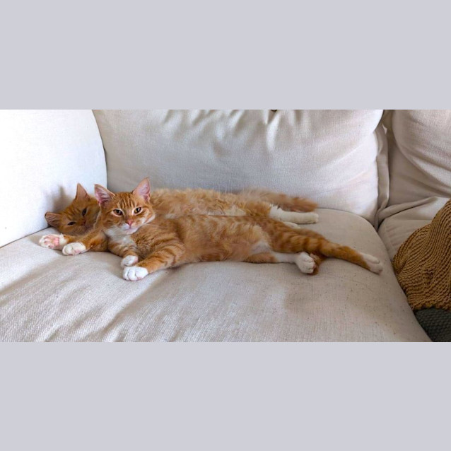 Photo of Satsuma And Tangerine