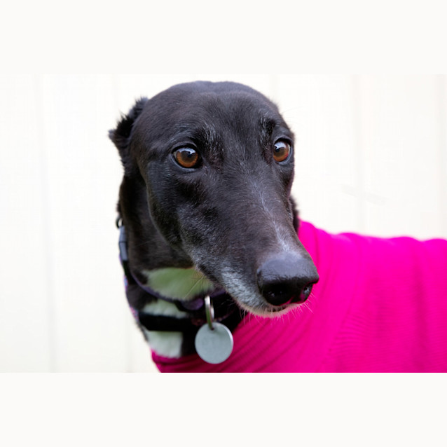Photo of Pink Lady