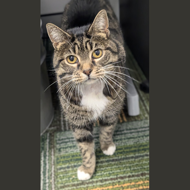 Photo of Tink