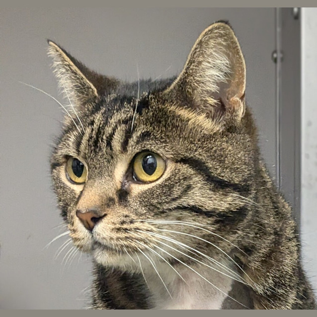 Photo of Tink