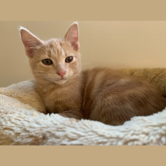 Photo of Dusty