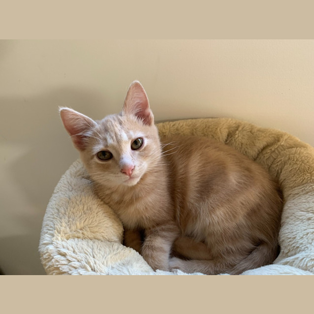 Photo of Dusty