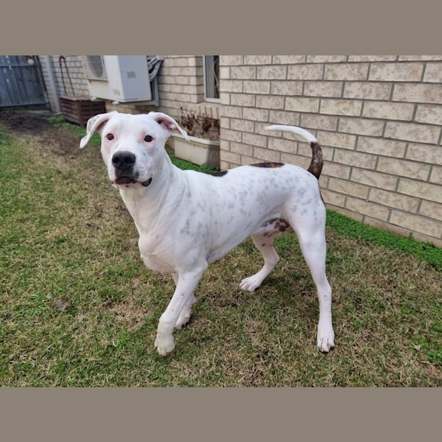 Photo of Juicy *$250 Adoption Fee*