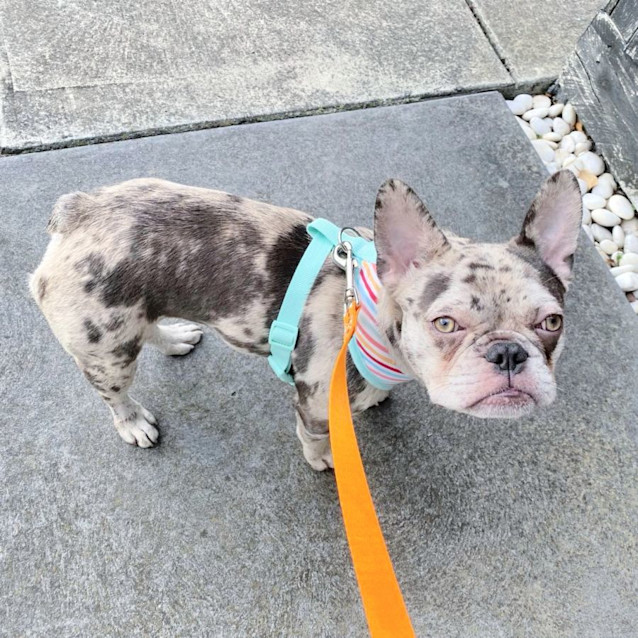 Photo of 🍭Lolah Lollipop🍭