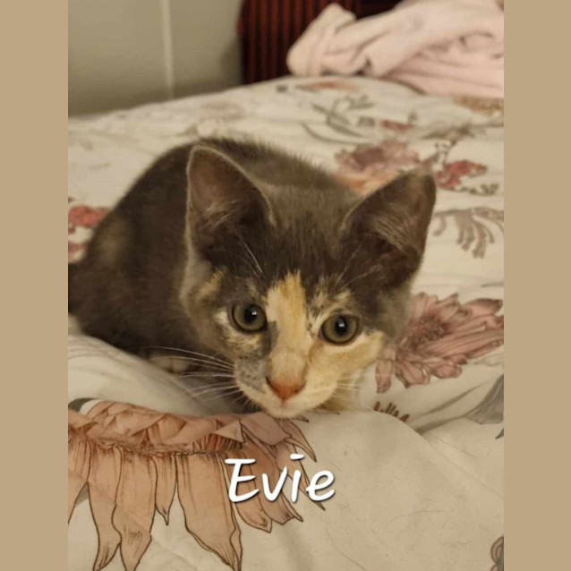 Photo of Evie