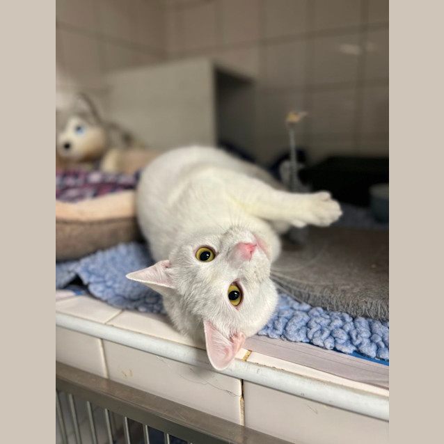 Photo of Olaf