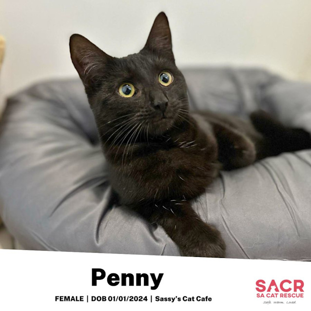 Photo of Penny