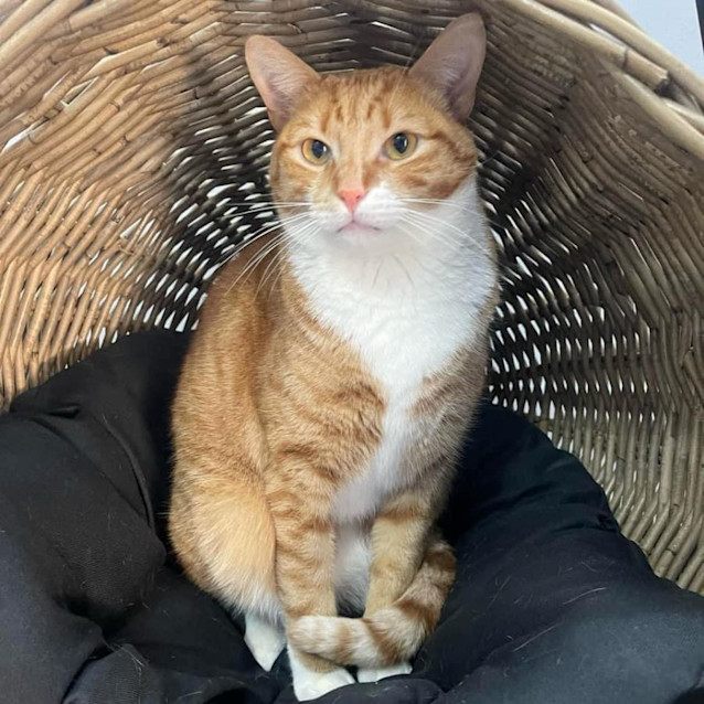 Photo of 8050   Sebastian