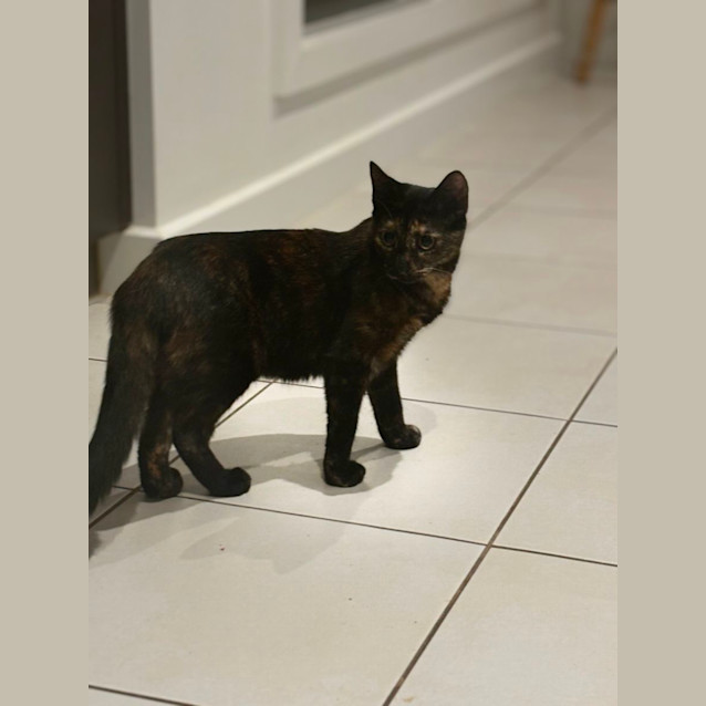 Photo of Jo Jo Meet Me@Hastings Petstock