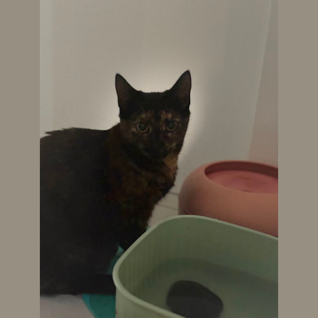 Photo of Jo Jo Meet Me@Hastings Petstock