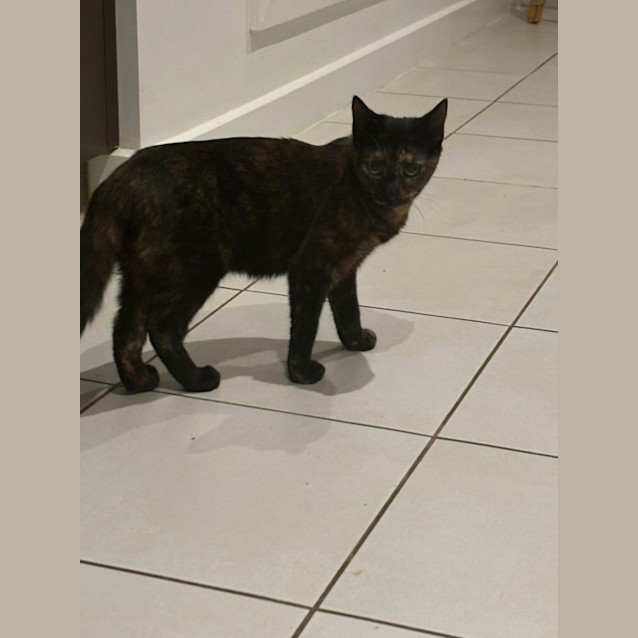 Photo of Jo Jo Meet Me@Hastings Petstock