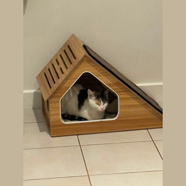 Photo of Jewel Meet Me @Petstock Hastings Store