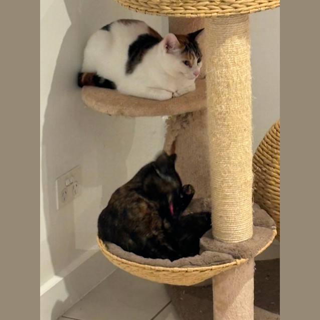 Photo of Jo Jo Meet Me@Hastings Petstock