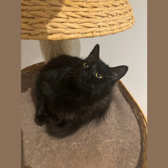 Photo of Mia Meet Me@Petstock Hastings Store 