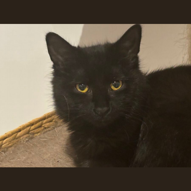 Photo of Mia Meet Me@Petstock Hastings Store 