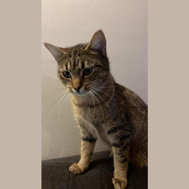 Photo of Harriet Meet Me@Mornington  Petstock