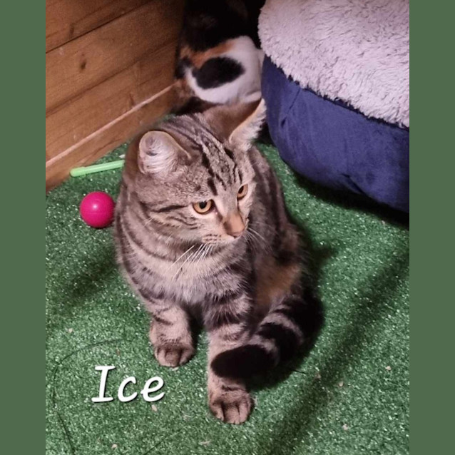 Photo of Ice