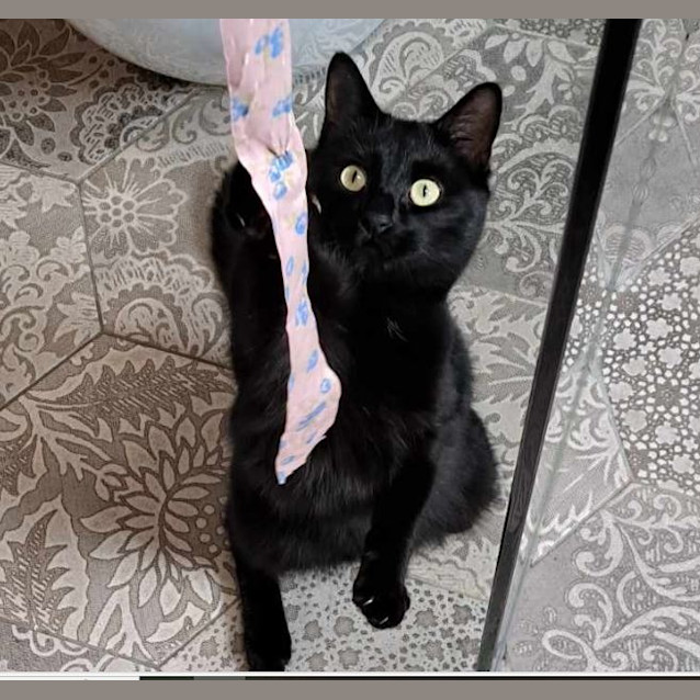 Photo of Shadow