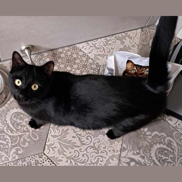 Photo of Shadow